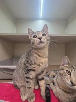 Piper -  Domestic Short Hair Cat for Adoption in Bellevue, Washington - Piper | PetCurious
