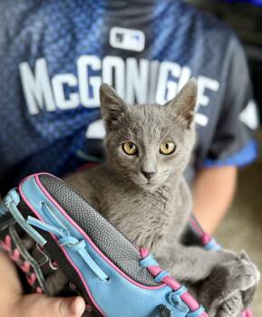 Kevin McGonigle -  Domestic Short Hair Cat for Adoption in Hudsonville, Michigan - Kevin McGonigle | PetCurious