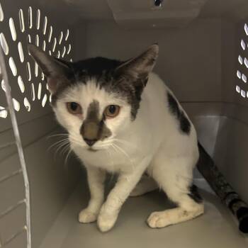 Sea Bass -  Domestic Short Hair Cat for Adoption in Charlottesville, Virginia - Sea Bass | PetCurious