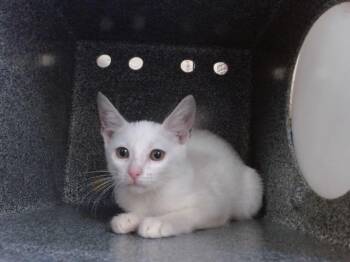 A604402 -  Domestic Short Hair Cat for Adoption in Orlando, Florida - A604402 | PetCurious