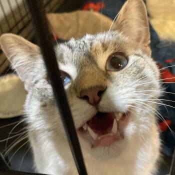 Murray -  Domestic Short Hair Cat for Adoption in Midland, Texas - Murray | PetCurious
