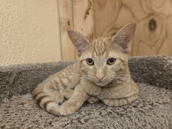 Rescue Domestic Short Hair Cats for Adoption in Nogales, Arizona - Rain | PetCurious