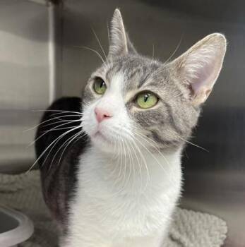 Rescue Domestic Short Hair Cats for Adoption in Orland Hills, Illinois - Sangria | PetCurious