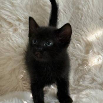 Alicia -  Domestic Short Hair Cat Available for Adoption in Houston, Texas - Alicia | PetCurious