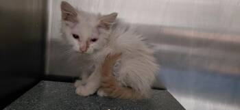 S-1816-25 -  Domestic Short Hair Cat for Adoption in Henderson, North Carolina - S-1816-25 | PetCurious