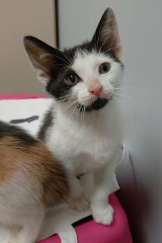 Skor (PG5 Litter) -  Domestic Short Hair Cat for Adoption in Baltimore, Maryland - Skor (PG5 Litter) | PetCurious