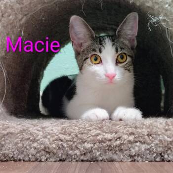 Macie -  Domestic Short Hair Cat for Adoption in Spokane, Washington - Macie | PetCurious