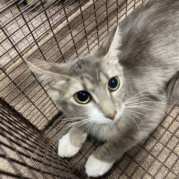A612157 -  Domestic Short Hair Cat for Adoption in Modesto, California - A612157 | PetCurious