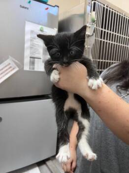 Archie -  Domestic Short Hair Cat for Adoption in Richland Hills, Texas - Archie | PetCurious