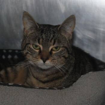 Domestic Short Hair Cats Available for Adoption - Spinner | PetCurious