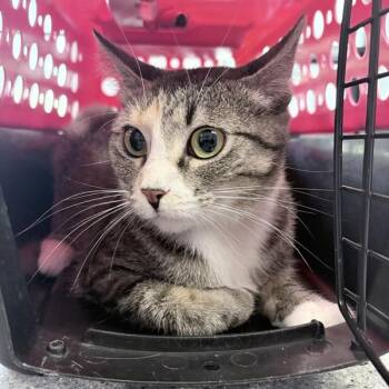 Nia -  Domestic Short Hair Cat for Adoption in Des Moines, Iowa - Nia | PetCurious