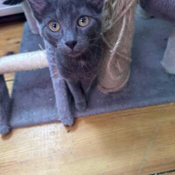 Tabby Cats Available for Adoption - Oakley  | PetCurious