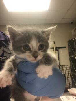 A428388 -  Domestic Short Hair Cat for Adoption in Conroe, Texas - A428388 | PetCurious