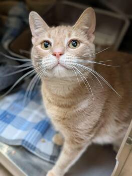 Domestic Short Hair Cats Available for Adoption in Chambersburg, Pennsylvania - Fatty | PetCurious