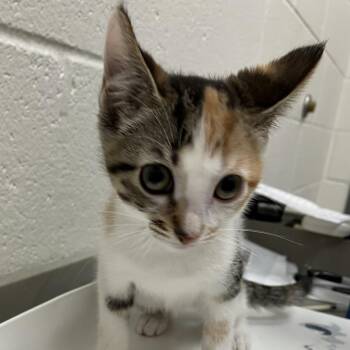 June Bug - Chow Hound Northland -  Domestic Short Hair Cat for Adoption in Grand Rapids, Michigan - June Bug - Chow Hound Northland | PetCurious