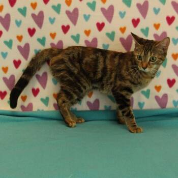 Mimsy -  Domestic Short Hair Cat for Adoption in Bristol, Indiana - Mimsy | PetCurious