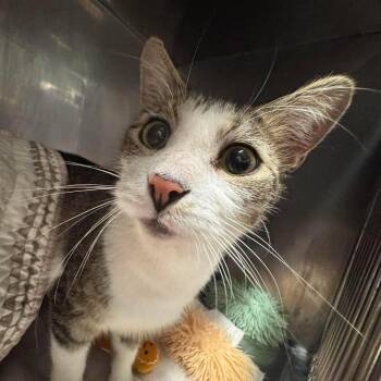 Hayward -  Domestic Short Hair Cat for Adoption in Edwardsville, Illinois - Hayward | PetCurious