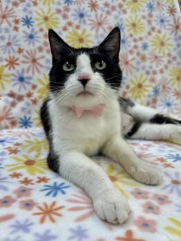 Rescue Domestic Short Hair Cats for Adoption in Columbus, Ohio - Raindrop | PetCurious