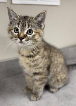 Domestic Short Hair Cats Available for Adoption in Bemidji, Minnesota - Georgia | PetCurious
