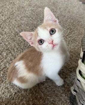 Ember -  Domestic Short Hair Cat for Adoption in Bossier City, Louisiana - Ember | PetCurious