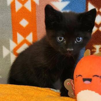 Tara -  Domestic Medium Hair Cat for Adoption in Austin, Texas - Tara | PetCurious