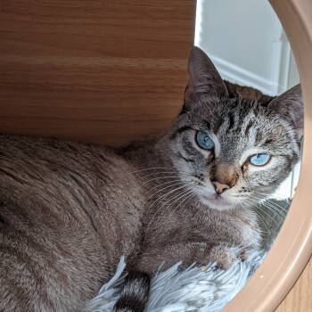 Rescue Siamese and Domestic Short Hair Cats for Adoption in San Antonio, Texas - Halloumi | PetCurious