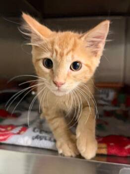 Oval -  Domestic Short Hair Cat for Adoption in Ocala, Florida - Oval | PetCurious