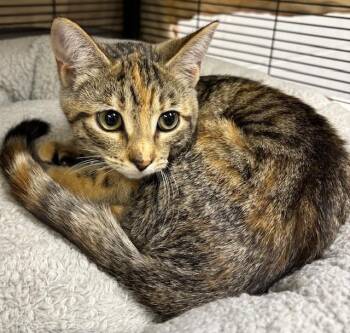 Domestic Short Hair Cats Available for Adoption - Penne | PetCurious