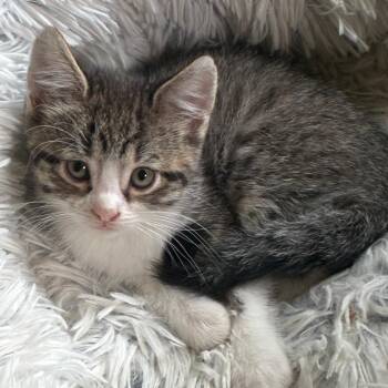 Hercule Poirot -  Domestic Short Hair Cat Available for Adoption in Columbia, Missouri - Hercule Poirot | PetCurious