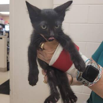 J-LO -  Domestic Short Hair Cat for Adoption in Lake Panasoffkee, Florida - J-LO | PetCurious