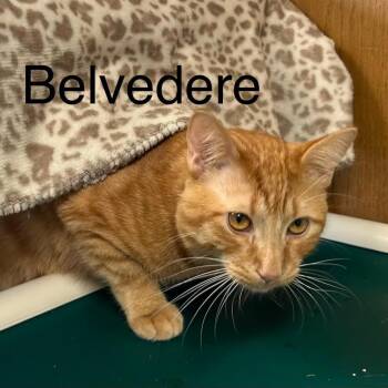Belvidere -  Domestic Short Hair Cat for Adoption in Fargo, North Dakota - Belvidere | PetCurious