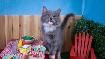 Milo -  Tuxedo Cat for Adoption in Lucas, Texas - Milo | PetCurious