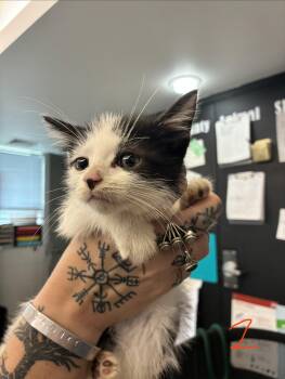 Kevin -  Domestic Short Hair Cat for Adoption in Caro, Michigan - Kevin | PetCurious