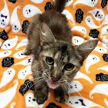 Rescue Domestic Medium Hair Cats for Adoption in Mt. Juliet, Tennessee - Mama Boo | PetCurious