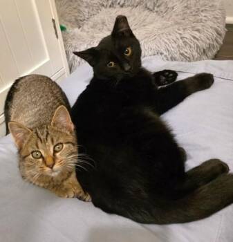 Rescue Domestic Short Hair Cats for Adoption in New Albany, Ohio - Midnight | PetCurious