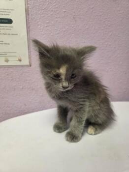 Domestic Short Hair Cats Available for Adoption in El Paso, Texas - Obi One | PetCurious