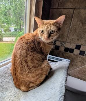 Rescue Domestic Short Hair Cats for Adoption - Beau | PetCurious