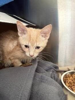 Domestic Short Hair Cats Available for Adoption in Westland, Michigan - Saffron | PetCurious
