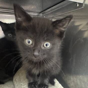Celtic -  Domestic Medium Hair Cat for Adoption in Blue Ridge, Georgia - Celtic | PetCurious