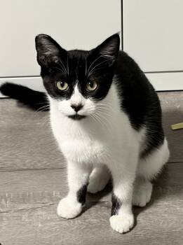 Libby -  Domestic Short Hair Cat for Adoption in Los Angeles, California - Libby | PetCurious