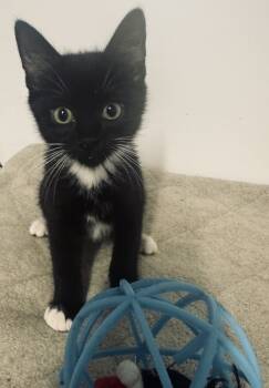 Rescue Domestic Short Hair Cats for Adoption in Jackson, Georgia - Michael | PetCurious