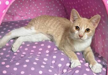 Domestic Short Hair Cats Available for Adoption in Chandler, Arizona - Sandy | PetCurious
