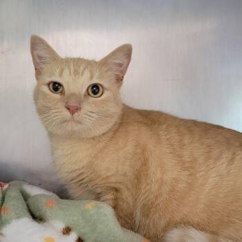 Ginger -  Domestic Short Hair Cat for Adoption in Nashville, Indiana - Ginger | PetCurious