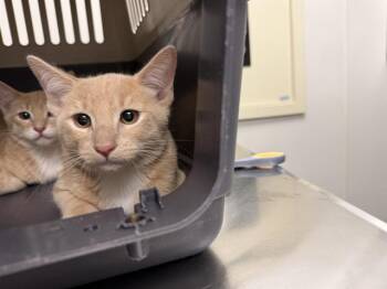 Domestic Short Hair Cats Available for Adoption in Ontario, California - ZENITH | PetCurious