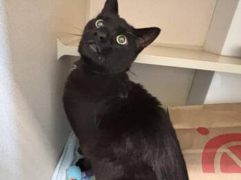 EDUARDO -  Domestic Short Hair Cat for Adoption in Loveland, Colorado - EDUARDO | PetCurious