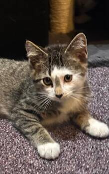 Rescue Tabby and Domestic Short Hair Cats for Adoption in Lombard, Illinois - Briggs | PetCurious