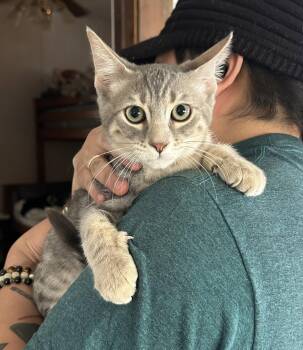 Benny -  Tabby Cat for Adoption in Napa, California - Benny | PetCurious