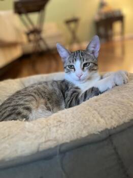 Rescue Domestic Short Hair Cats for Adoption in Los Angeles, California - Patchwork Quilt | PetCurious