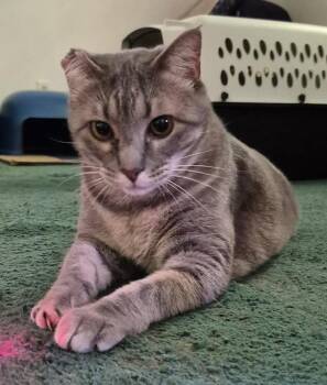 Goldie -  Domestic Short Hair Cat for Adoption in Terrell, Texas - Goldie | PetCurious