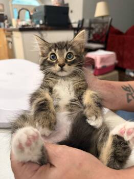 Miller (available for pre-adoption) -  Domestic Long Hair Cat for Adoption in Camden, South Carolina - Miller (available For Pre-adoption) | PetCurious